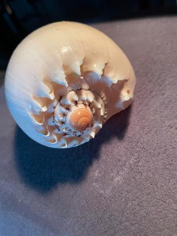1 Meloen Sea shell BxD 14x8 cm beschikbaar voor biedingen