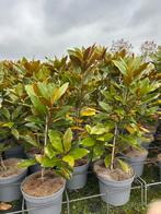 Magnolia Little Gem - Groenblijvende Schoonheid, Overige soorten, 100 tot 250 cm, Zomer, Ophalen