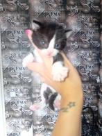Kittens, Poes