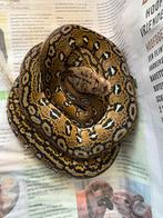 Aztec het. Mocha Retic, Dieren en Toebehoren, Reptielen en Amfibieën, Slang