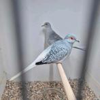 Koppel diamantduiven, Dieren en Toebehoren, Vogels | Overige Vogels, Meerdere dieren