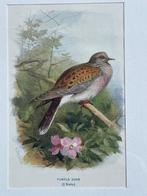 1901 - litho - Tortel duif / turtle dove -Engels, Ophalen of Verzenden