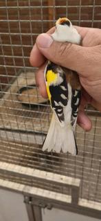 Majoor putter, Meerdere dieren, Tropenvogel