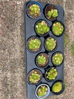 Vetplanten, Tuin en Terras, Planten | Tuinplanten, Ophalen, Overige soorten, Volle zon