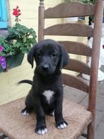 Golden Retriever x Labrador kruising pups, Dieren en Toebehoren, Honden | Niet-rashonden, CDV (hondenziekte), 8 tot 15 weken, Groot