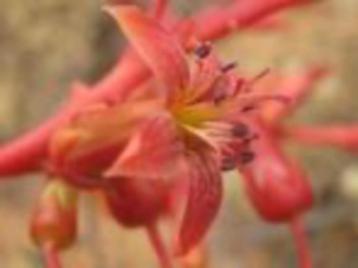 Caudex Tylecodon Paniculatus (boter boom, botterboom)33cmpot beschikbaar voor biedingen