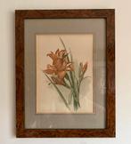 Vintage schilderij Botanische afbeelding wortelnoten lijst, Overige materialen, Minder dan 50 cm, Ophalen of Verzenden, Zo goed als nieuw