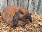 Te koop Nederlandse dwerg hangoor voedster 1 jaat, Dieren en Toebehoren, Konijnen, Vrouwelijk, Dwerg, Hangoor