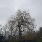 GRATIS: Wilgenboom snoeihout (vandaag), Ophalen, Volle zon, Overige soorten, 250 tot 400 cm