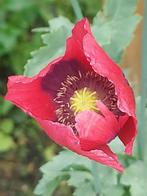 Papaver rood enkel, Ophalen of Verzenden, Gehele jaar, Volle zon, Zaad