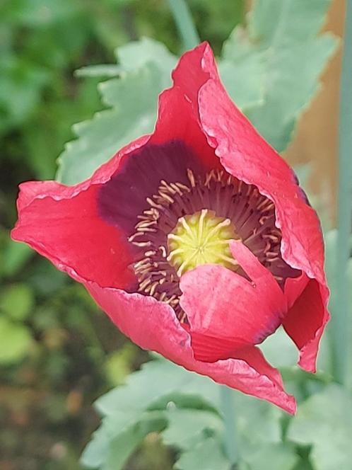 Papaver rood enkel, Tuin en Terras, Bloembollen en Zaden, Zaad, Gehele jaar, Volle zon, Ophalen of Verzenden