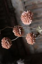 Dahlia cappuccino M, Www.jufbrocante.nl, Www.jufbrocante.nl, Nieuw, Ophalen of Verzenden