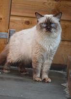 Ragdoll dekkater met stamboom, draagt cinnamon., Dieren en Toebehoren, Katten en Kittens | Dekkaters