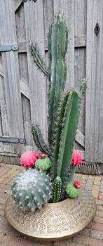 Messing schaal met diverse kunst cactussen als nieuw, Ophalen, Zo goed als nieuw, Binnen
