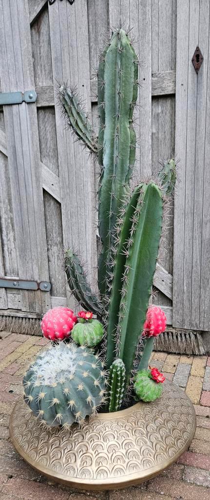 Messing schaal met diverse kunst cactussen als nieuw, Huis en Inrichting, Woonaccessoires | Kunstplanten en Kunstbloemen, Zo goed als nieuw