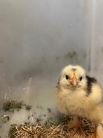 Brahma kuikens, Geslacht onbekend, Kip