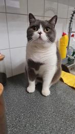Onze kat zoekt nieuwe huis, Dieren en Toebehoren, Katten en Kittens | Raskatten | Korthaar, Kater, Ingeënt, 0 tot 2 jaar