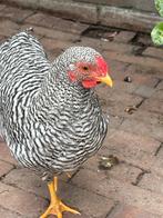Wyandotte haan (ongeveer 14 weken), Dieren en Toebehoren, Mannelijk, Kip