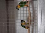 Kweekkoppel zwartkop caiques, Dieren en Toebehoren, Vogels | Parkieten en Papegaaien, Meerdere dieren, Papegaai