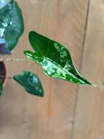Alocasia zebrina variegata plant albo white wit mint, Huis en Inrichting, Kamerplanten, Ophalen of Verzenden, Overige soorten