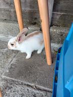 0, Dieren en Toebehoren, Mannelijk