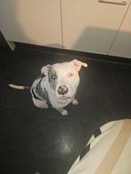 Pitbull, Dieren en Toebehoren, 1 tot 2 jaar, Teef, Bulldog, Eén hond