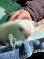 Britse halflanghaar Luca prachtige jonge ongecastreerde kat, Dieren en Toebehoren, Katten en Kittens | Raskatten | Langhaar, Kater