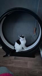 Grote goede kwaliteit V2 kattenwiel / looppad, Dieren en Toebehoren, Katten-accessoires, Ophalen, Nieuw