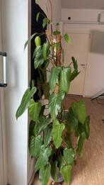 Grote Philodendron Red Emerald, Ophalen, Overige soorten, Halfschaduw, 150 tot 200 cm