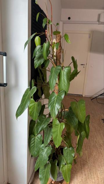 Grote Philodendron Red Emerald beschikbaar voor biedingen
