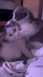 Kittens, Dieren en Toebehoren, Katten en Kittens | Overige Katten, Meerdere dieren, Kortharig, 0 tot 2 jaar
