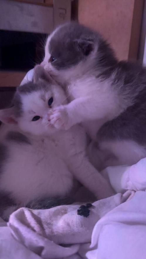 Kittens, Dieren en Toebehoren, Katten en Kittens | Overige Katten, Kortharig, Meerdere dieren, 0 tot 2 jaar