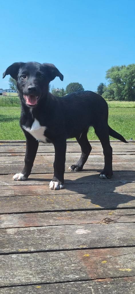 Pups  kruising Australian working kelpie/ Bordercollie, Dieren en Toebehoren, Honden | Herdershonden en Veedrijvers, Meerdere dieren