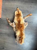 Gore stink rat, Kleding | Heren, Mutsen, Sjaals en Handschoenen, Ophalen, Sjaal, Gedragen, Maat 56/58 (XL)