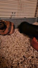 Cavia beertjes, Dieren en Toebehoren, Juni, Mannelijk, Cavia