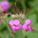 Geranium macrorh(rotsooievaarsbek) roze vaste plant, Tuin en Terras, Planten | Tuinplanten, Volledige schaduw, Lente, Overige soorten