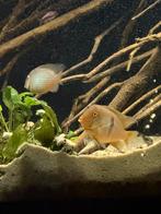 Guianacara dacrya (1 man, 2 vrouwen), Vis, Zoetwatervis