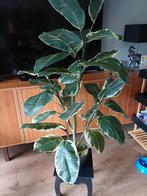 Grote Kunstplant Ficus 125cm - Intratuin, Ophalen, Zo goed als nieuw, Binnen