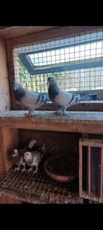 Takla duiven van goed Ras, Meerdere dieren