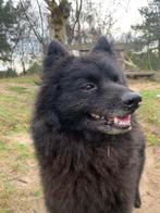 Kruising schipperke hond, Dieren en Toebehoren, Reu, Eén hond, Klein, 3 tot 5 jaar