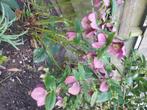 Helleborus, Tuin en Terras, Planten | Tuinplanten, Winter, Halfschaduw, Vaste plant, Overige soorten