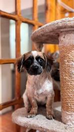 DIDI, KLEIN , MENSGERICHT, PUPJE, TEEFJE, KAN MET KATTEN, Rabiës (hondsdolheid), 15 weken tot 1 jaar, Teef, Eén hond