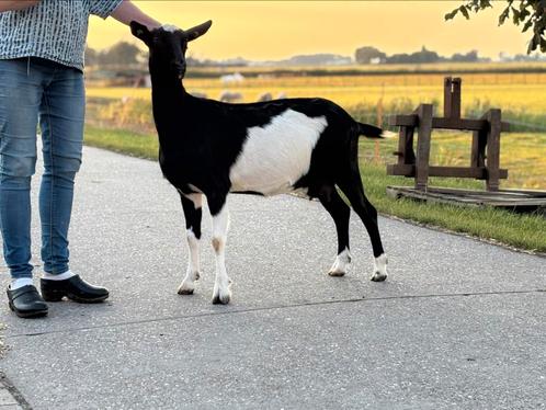Prachtige CAE en CL vrije bonte stamboek geit., Dieren en Toebehoren, Schapen, Geiten en Varkens, Geit, Vrouwelijk