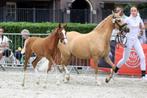 NRPS 1e premie merrieveulen !!, Dieren en Toebehoren, Pony's, Merrie, Recreatiepony, 0 tot 2 jaar