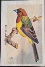 Rizla - 161 Bruinkopgors, Boeken, Ophalen of Verzenden, Zo goed als nieuw, Onbekend, Plaatjesalbum