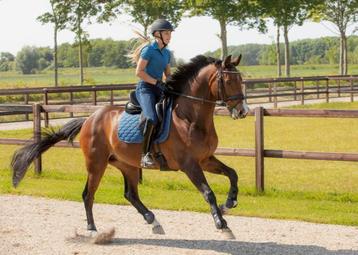 Harry's Horse Zadeldek Krama, Full Dressuur beschikbaar voor biedingen