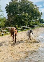Verzorger(s) gezocht, Dieren en Toebehoren, Stalling en Weidegang