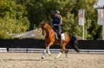 Elegante Z1 ruin te koop D-pony, Dieren en Toebehoren, Pony's, Z, Gechipt, Ruin, Dressuurpony