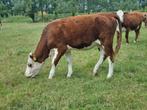 Gereserveerd. Te koop Hereford runderen, Vrouwelijk, 0 tot 2 jaar