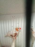 3 koppels Isabel zebravinken, Meerdere dieren, Geringd